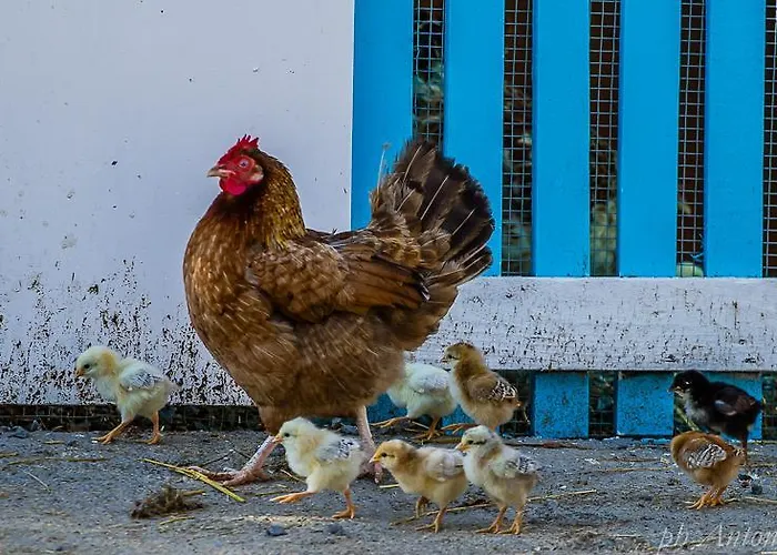 Lantgård Piccolo Ranch *