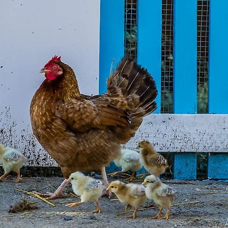 Feriegård Piccolo Ranch *